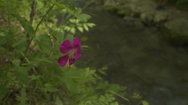 Flor púrpura frente al río de montaña — Vídeo de stock