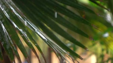 Yakın: şaşırtıcı yağmur damlaları üzerinde büyük gür düşen ağaç yaprak ve sürgülü aşağı palm