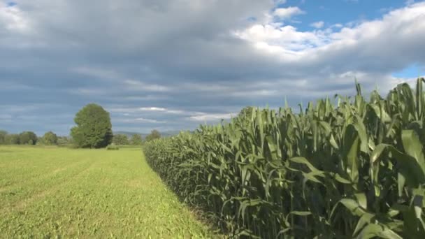 Avanzando: exuberante campo de maíz verde creciendo en hermosas tierras agrícolas — Vídeo de stock