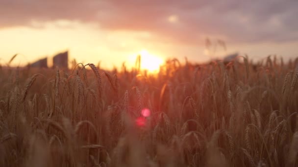 CLOSE UP: Золотий захід сонця, що сяє через суху жовту пшеницю на величезних сільськогосподарських угіддях — стокове відео