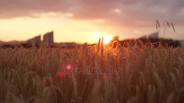 CLOSE UP: Sun shining through dry yellow wheat ear on field at golden sunset — Stock Video