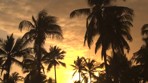CLOSE UP: Amazing coconut palm trees before summer rain storm at golden sunset — Stock Video
