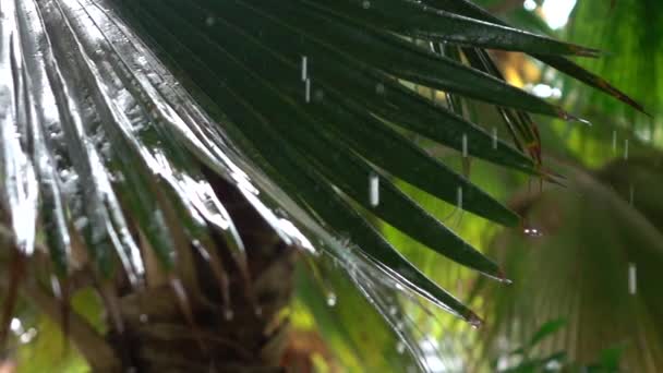 FECHAR-se: gotas de chuva surpreendentes salpicando ao bater grande folha de palmeira exuberante — Vídeo de Stock