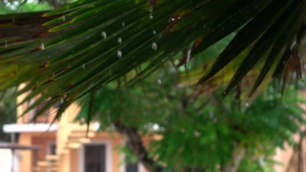 CERRAR: Increíbles gotas de lluvia cayendo de la gran hoja de palmera verde exuberante — Vídeo de stock