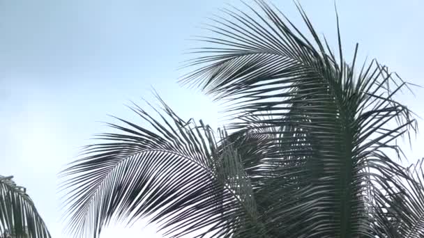 CLOSE UP: Красивий пишний зелений ліхтар для пальми на тлі чистого блакитного безхмарного неба — стокове відео