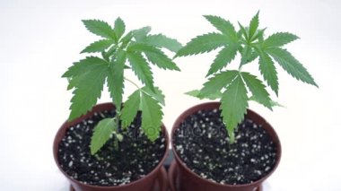 Kadar yakın, Dof: Ganja yaprak ucundan sarkıyordu ve bırakarak küçük su damla