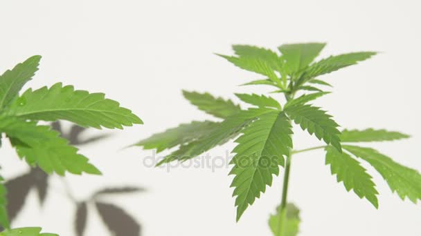 Closeup Dof: Malé vodní kapky na úžasný zubaté listy mladých marihuana rostliny