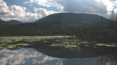 Yakın: doğal büyümüş bataklık sulak vahşi su bitkileri büyüleyici