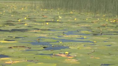 Yakın: Sarı çiçekli nilüferler göl yüzeyini örten çarpıcı