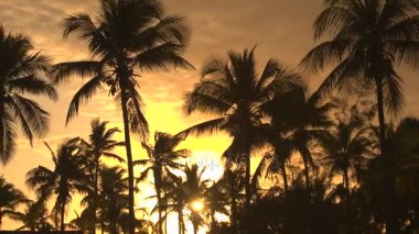 Yemyeşil palmiyeler ile parlayan güneş ışınları
