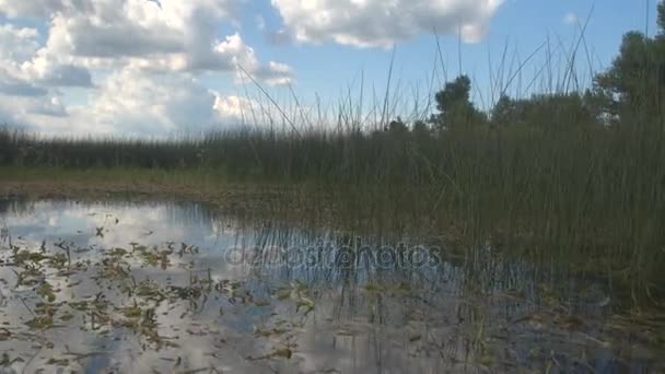 Zonas húmidas incríveis com lírios de água — Vídeo de Stock