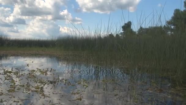 Étonnantes zones humides avec des nénuphars — Video