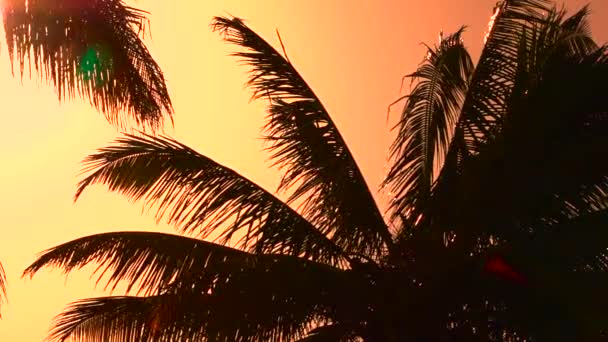 CLOSE UP: Palm tree canopies swinging in summer breeze at amazing golden sunset — Stock Video