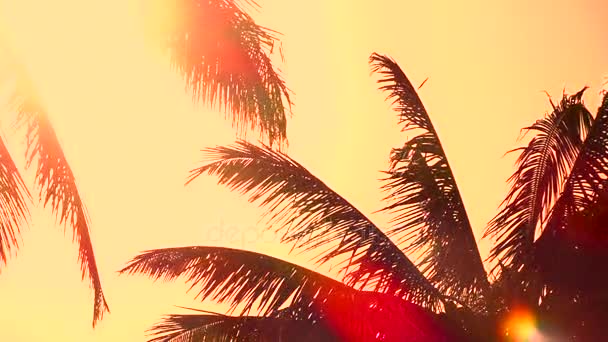 Közelről: A csodálatos arany sunrise nyári szellő lengett Palm fa előtetők — Stock videók