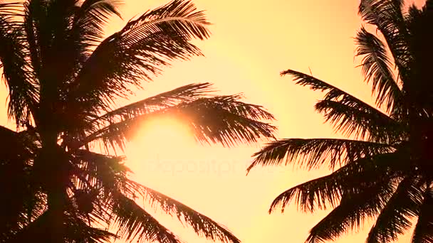 CLOSE UP: Palm tree canopies swinging in summer breeze at amazing golden dawn — Stock Video