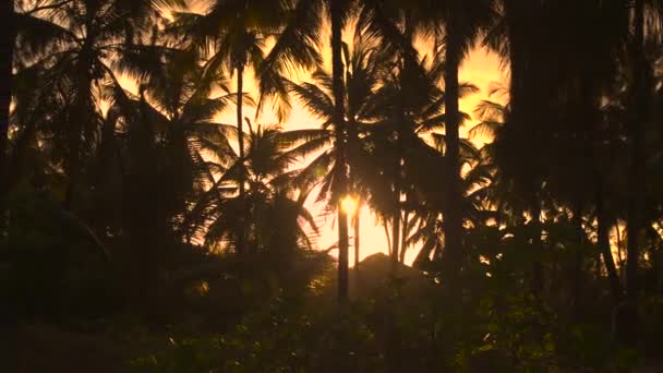 Rayos de sol brillando a través de exuberantes palmeras — Vídeo de stock