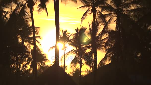 Високі кокосові пальми, що рухаються під вітром у дивовижному лісовому курорті на золотому заході сонця — стокове відео
