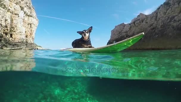 Zpomalený pohyb, pod vodou: Roztomilá Miniatura pinscher ležící na surfovací prkno v moři — Stock video