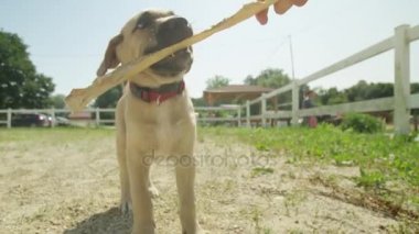avluda oynayan evde beslenen hayvan köpek