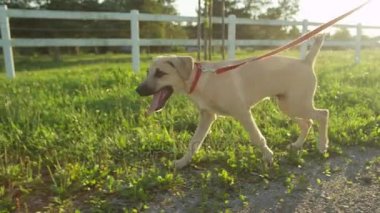 çalışan şirin köpek yavrusu 