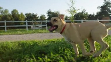 Çalışan heyecanlı şirin köpek yavrusu