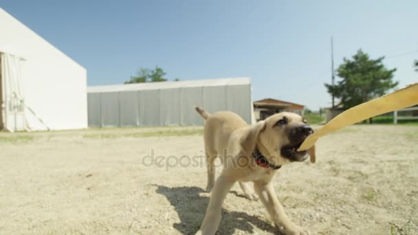 Lycklig hund spelar — Stockvideo