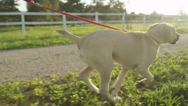 Pequeño cachorro corriendo — Vídeos de Stock