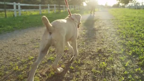 Милый маленький щенок ходит — стоковое видео