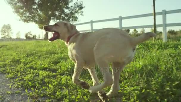 Opgewonden schattige kleine puppy uitgevoerd — Stockvideo