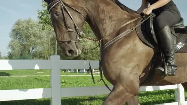 CLOSE UP: Stunning dark brown gelding trotting in outdoors sandy manege — Stock Video