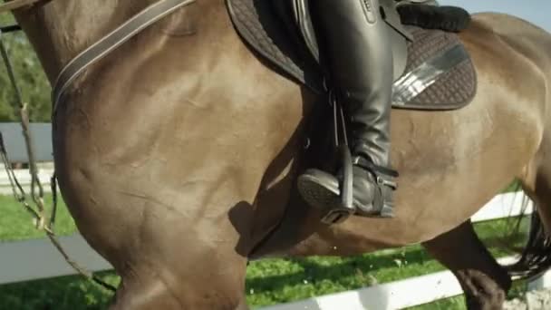 Közelről: Erős izmos sötét barna herélt a szabadban manege ügető — Stock videók