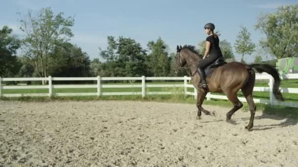 Närbild: Kraftfull mörk brun hingst cantering i utomhus sandstranden paddock — Stockvideo