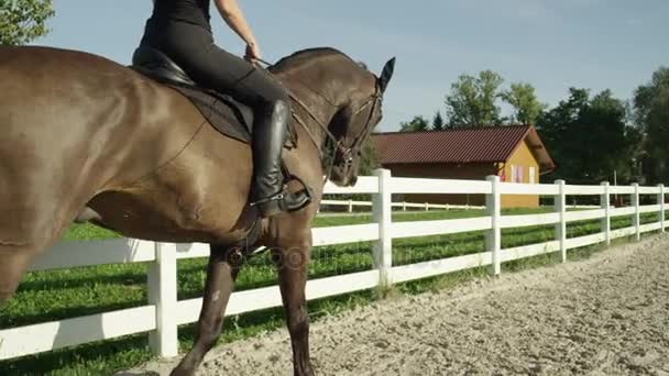 Close-up: Jonge vrouwelijke opleiding met grote gespierde donker bruine hengst paard — Stockvideo