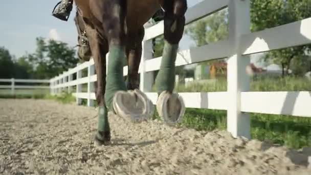 Close-up: Sterke gespierde donker bruine hengst galopperen in zanderige paardrijden arena — Stockvideo