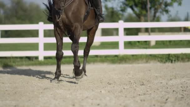 Närbild: Stark muskulös mörk bay valack trav i sidled i sandiga paddock — Stockvideo