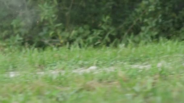 SLOW MOTION : Des particules de sable et de poussière s'élèvent derrière le cheval qui traverse le sentier forestier — Video