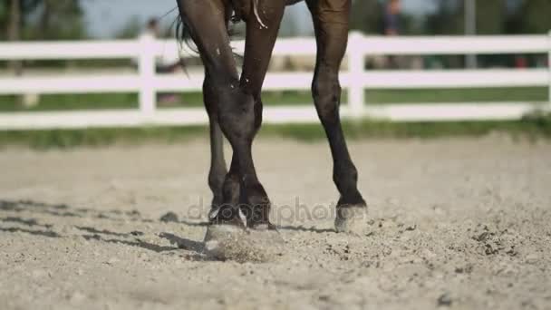 Close-up: Grote donker bruine hengst doen een been-opbrengst in zanderige manege Achterbouten — Stockvideo