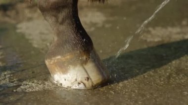 Yakın: at toynak jet su ve onları temiz tutmak ile Temizleme