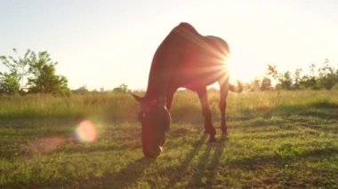 Yakın: kırsal alan üzerinde günbatımında otlatılması güzel koyu kahverengi at