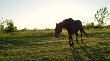 Yakın: Büyük koyu kahverengi at otlatılması ve çayır sahada çalışan
