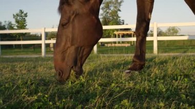 Yakın: Güzel koyu kahverengi aygır bakarız ve çim günbatımında çiğneme