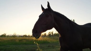 Yakın: Güzel karanlık defne at mera sahaya bakarız ve başını sallayarak