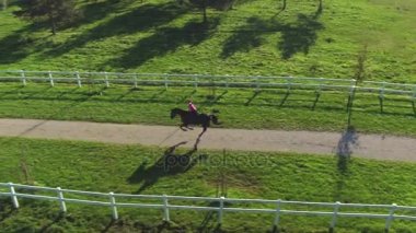 Anteni: köpek alanlarla boyunca güneşli günde çalışan güzel iğdiş edilmiş hayvan