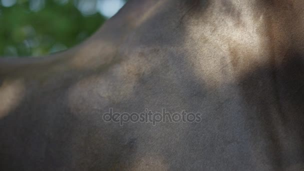 Close-up: Jonge vrouw poetsen en schoonmaken van haar donker bruine hengst paard — Stockvideo