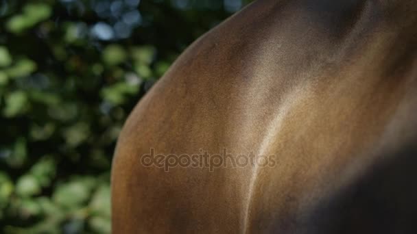 CLOSE UP: Young female brushing and cleaning her dark brown stallion horse — Stock Video