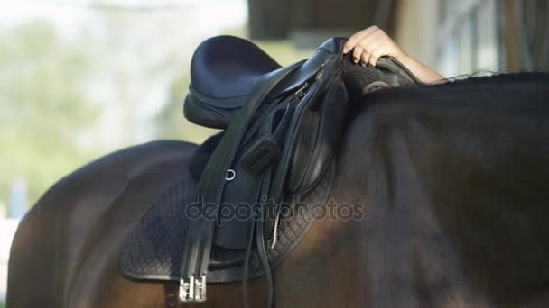 SLOW MOTION FLOSE UP: Pessoa irreconhecível selando um grande cavalo escuro — Vídeo de Stock