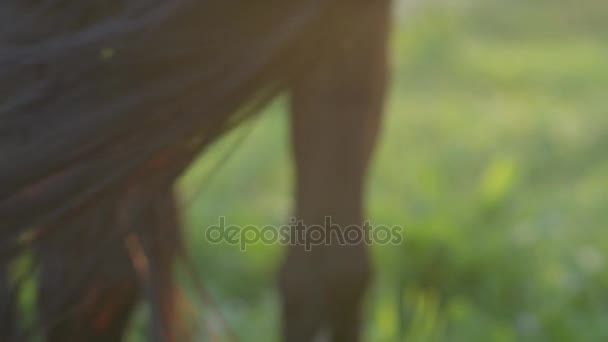 SLOW MOTION CLOSE UP: Cavalo movendo sua cauda longa suavemente de um lado para o outro — Vídeo de Stock