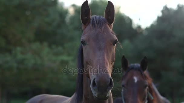 CLOSE UP: Portrait of beautiful dark bay horse on a meadow field — Stock Video