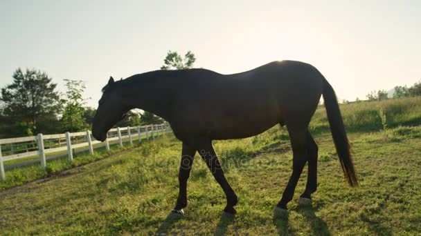 FERMER : Beau cheval de baie sombre sur un grand pré ensoleillé 