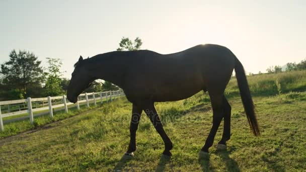 CERRAR: Hermoso caballo fuerte y oscuro pastando en un gran campo de prado soleado — Vídeo de stock